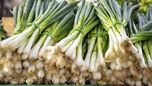 Spring Onion Prints: Vegetable, spring onion or spring onion