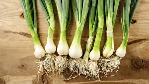 Deserted Vegetable Garden Prints: Vegetable, spring onion or spring onion
