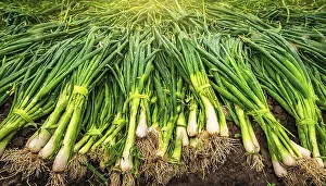 Middle Franconia Scenery Prints: Vegetable, spring onion or spring onion