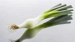 Garden Vegetables Prints: Vegetable, spring onion or spring onion