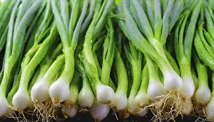 Garden Produce Photography Prints: Vegetable, spring onion or spring onion
