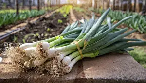 Spring Onion Prints: Vegetable, spring onion or spring onion