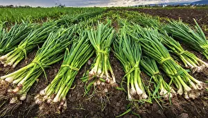 Middle Franconia Scenery Prints: Vegetable, spring onion or spring onion