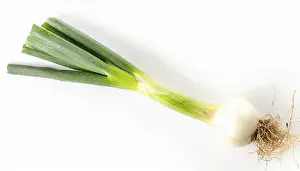 Vegetable Photography Still Life Prints: Vegetable, spring onion or spring onion
