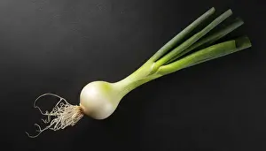 Garden Produce Prints: Vegetable, spring onion or spring onion