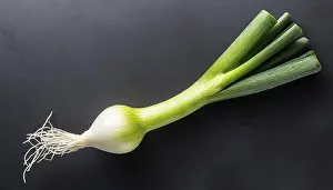 Garden Produce Photography Prints: Vegetable, spring onion or spring onion