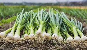 Middle Franconia Landscape Prints: Vegetable, spring onion or spring onion