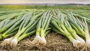 Garden Produce Images Prints: Vegetable, spring onion or spring onion