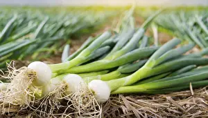 Deserted Garden Vegetables Prints: Vegetable, spring onion or spring onion