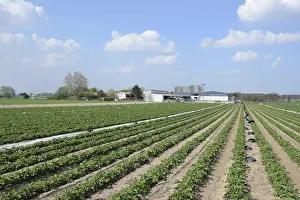 Vegetable Cultivation Methods Prints: Vegetable turnip