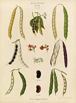 Historical Food Photography Prints: Vegetables, beans, runner beans