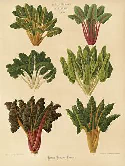 Historical Food Photography Prints: Vegetables, beetroot and chard