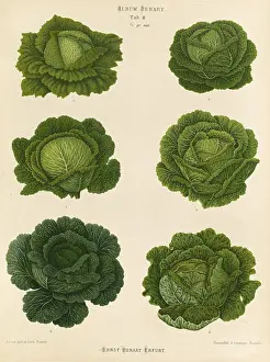 Digitally Restored Woodcut Prints: Vegetables, cabbage, savoy cabbage