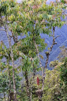 World Heritage Site In Peru Prints: Vegetation in the Tropical Cloud Forest