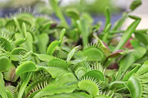 Flowering Plants Germany Prints: Venus flytrap (Dionaea muscipula)
