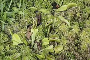Central European Flowers Prints: Venus flytrap (Dionaea muscipula)