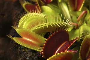 Carnivorous Plant Prints: Venus flytrap (Dionaea muscipula)