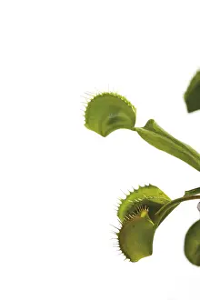 European Flora Botany Prints: Venus Flytrap (Dionaea muscipula)