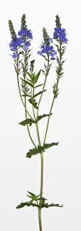 Germany Wildflowers Prints: Veronica teucrium (Veronica teucrium), Germany