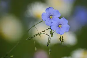 Daytime Bloom Prints: Veronica (Veronica)