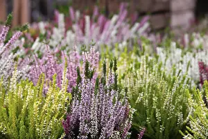 Springtime Floral Arrangements Prints: A vibrant array of heather plants