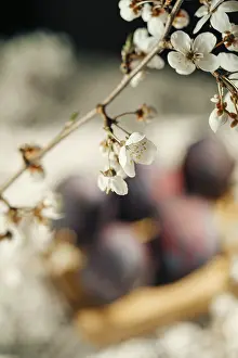 Blurred Background Flowers Prints: Vibrant Easter eggs hidden underneath delicate cherry blossoms