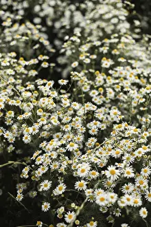 White And Yellow Blooms Prints: A vibrant image capturing a dense chamomile field