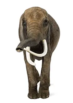 Isolated White Background Elephant Prints: Front view of an African elephant