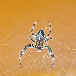 Wildlife Photography Close Up Prints: Top view of Araneus spider at cobweb close up