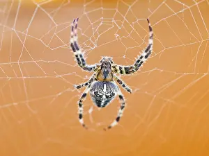 Wildlife Photography Spiders Prints: Top view of Araneus spider at cobweb close up