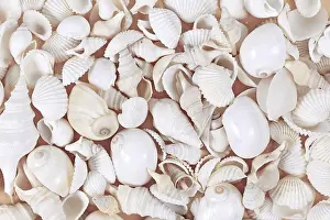 Cockle Prints: Top View Print of Various White Sea Shells