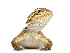 Prints of Front view of a Bearded Dragon, Pogona vitticeps, isolates on white Bearded Dragon Prints: Bearded Dragon Front View Print