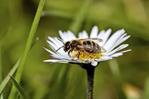 Macro Bee Photography Prints: Side view of a bee resting on a daisy