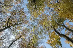Munsterland Scenery Prints: View through beech trees towards the sky