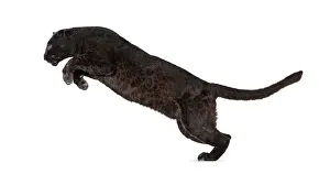 Black Leopard Prints: Side view of a black leopard leaping