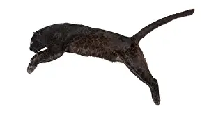 Carnivorous Mammal Prints: Side view of a black leopard leaping