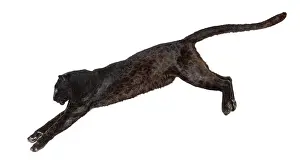 Wild Animal Profile Prints: Side view of a black leopard leaping