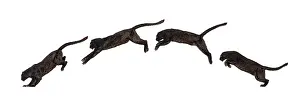 Carnivorous Mammal Prints: Side view of a black leopard leaping