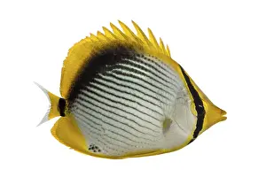 Prints of Side view of a Blackback Butterflyfish, Chaetodon melannotus, isolated on white Butterflyfish Prints: Side View Print of Chaetodon melannotus Butterflyfish