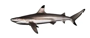 White Background Wildlife Photos Prints: Side view of a Blacktip reef shark
