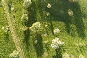 Green Fields Europe Prints: View from above of blooming trees casting long shadows on green fields