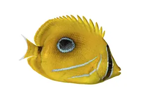 Prints of Side view of a Bluelashed butterflyfish, Chaetodon bennetti, isolated on white Butterflyfish Prints: Side View of a Bluelashed Butterflyfish Print
