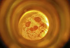 Orange Colored Beverage Prints: View in a bottle of beer
