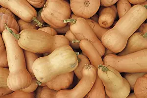 Butternut Squash Top View Print