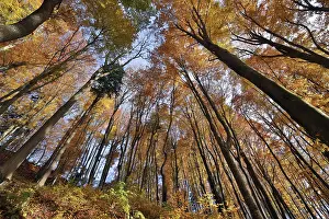Beech Tree Forest Europe Prints: View of the canopy in autumn beech forest