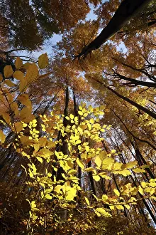 Autumn Beech Forest Prints: View of the canopy in autumn beech forest