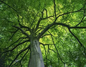 Uninhabited Forest Scenery Prints: View into the canopy of a leafy deciduous tree