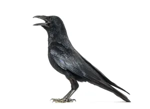 Corvus Corone Prints: Side view of a Carrion crow calling beak open
