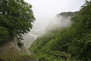 Chalk Cliffs Germany Prints: View onto the chalk cliffs with beech forest