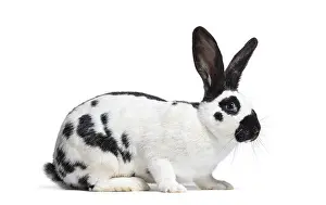 White Background Pet Photography Prints: Side view of a Checkered Giant rabbit